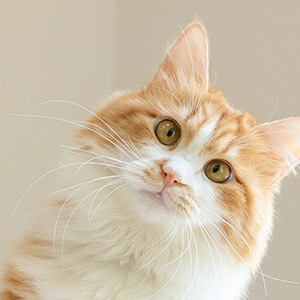 婚外情威胁算不算恐吓罪_婚外情威胁立案_婚外情被威胁怎么办